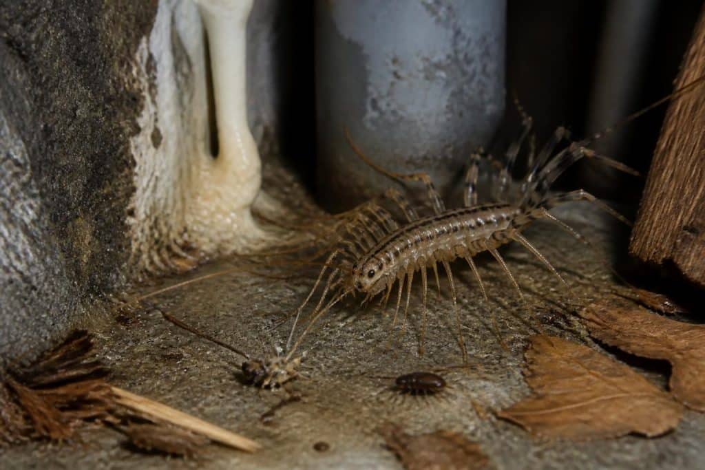 découvrez comment identifier le mille-pattes de cave, son habitat naturel et son rôle essentiel dans l'écosystème de votre maison.